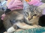 Fae Mythical, Domestic Longhair For Adoption In Chandler, Arizona