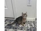 Loch Mythical, Domestic Shorthair For Adoption In Chandler, Arizona