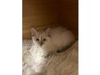 Siren Mythical, Siamese For Adoption In Chandler, Arizona