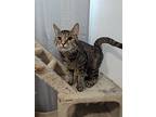 Natalia, Domestic Shorthair For Adoption In West Richland, Washington