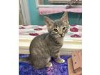 Timber, Domestic Shorthair For Adoption In Fresno, California