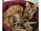 Marvel, Domestic Longhair For Adoption In Knoxville, Tennessee