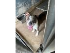 Bronson, American Staffordshire Terrier For Adoption In Mobile, Alabama
