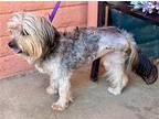 sandpiper Bird - Tripod, Terrier (unknown Type, Medium) For Adoption In