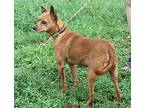 Papa Smurf (neutered), Miniature Pinscher For Adoption In Marietta, Ohio