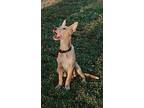 Tyson, Labrador Retriever For Adoption In San Antonio, Texas