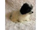 Poodle (Toy) Puppy for sale in Greenwood, SC, USA