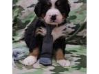 Bernese Mountain Dog Puppy for sale in Lecanto, FL, USA
