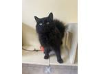 Altivo, Domestic Longhair For Adoption In Nelson, British Columbia