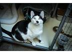 Patches, Domestic Shorthair For Adoption In Houston, Texas