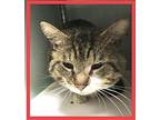 Hercules, Domestic Shorthair For Adoption In Columbus, Ohio