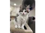 Carlos, Domestic Shorthair For Adoption In Columbus, Ohio