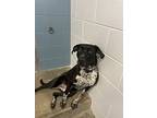 Forest, Staffordshire Bull Terrier For Adoption In Kelowna, British Columbia