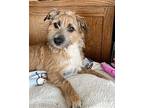 Freddy, Jack Russell Terrier For Adoption In Larchmont, New York