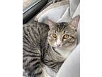Marcus, Domestic Shorthair For Adoption In New York, New York