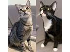 Emporia & Tyson (bonded), Domestic Shorthair For Adoption In West Palm Beach