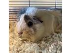 Oak And Fluffy, Guinea Pig For Adoption In Burlingame, California