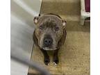 Tiffany, American Pit Bull Terrier For Adoption In Lagrange, Indiana