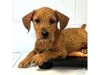 Slater, Terrier (unknown Type, Medium) For Adoption In Washington