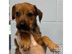 Smiley, Terrier (unknown Type, Medium) For Adoption In Washington