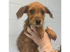 Sea, Terrier (unknown Type, Medium) For Adoption In Washington