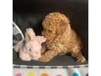 Poodle (Toy) Puppy for sale in Salina, OK, USA