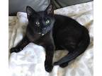 Enzo, Domestic Shorthair For Adoption In Virginia Beach, Virginia