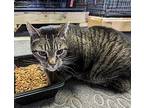 Miss Peach, Domestic Shorthair For Adoption In Virginia Beach, Virginia