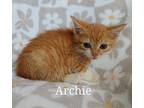 Archie, Domestic Shorthair For Adoption In Virginia Beach, Virginia