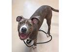 Ruckus, American Pit Bull Terrier For Adoption In St Augustine, Florida