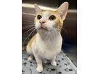 Dj Ravioli, Domestic Shorthair For Adoption In Oak Ridge, Tennessee