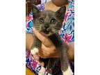 Beans, Domestic Shorthair For Adoption In Camden, South Carolina