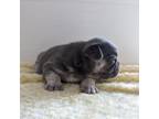 French Bulldog Puppy for sale in Plainville, IN, USA