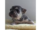 French Bulldog Puppy for sale in Plainville, IN, USA