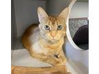 Simba, Domestic Shorthair For Adoption In Sheboygan, Wisconsin