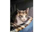Kylie, Domestic Shorthair For Adoption In Mcintosh, New Mexico
