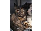 Ava, Domestic Shorthair For Adoption In Mcintosh, New Mexico