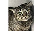 Grace, Domestic Shorthair For Adoption In Sheboygan, Wisconsin