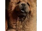 Chow Chow Puppy for sale in Chapmansboro, TN, USA