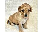 Miniature Labradoodle Puppy for sale in Casa Grande, AZ, USA