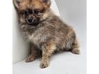 Pomeranian Puppy for sale in Forney, TX, USA