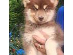Siberian Husky Puppy for sale in Salisbury, NC, USA