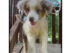 Miniature Australian Shepherd Puppy for sale in Archdale, NC, USA