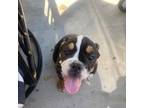 Olde English Bulldogge Puppy for sale in Tucson, AZ, USA