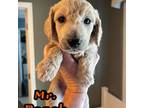 Mutt Puppy for sale in Port Orange, FL, USA