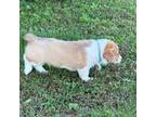 Pembroke Welsh Corgi Puppy for sale in Brashear, MO, USA