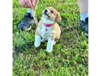 Pembroke Welsh Corgi Puppy for sale in Brashear, MO, USA