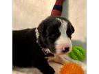 Border Collie Puppy for sale in Inman, SC, USA