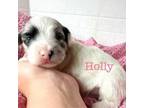 Holly