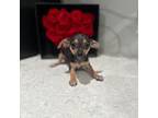 Chihuahua Puppy for sale in Garden Grove, CA, USA